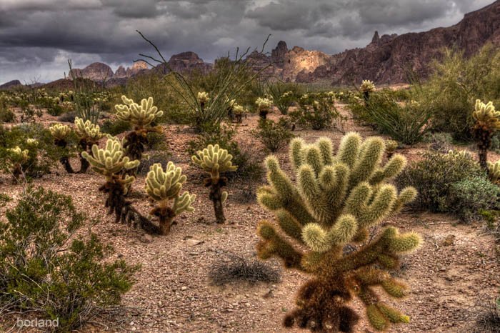 desert flora photography of a Cholla cactus