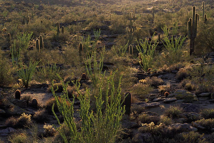 Desert flora photography