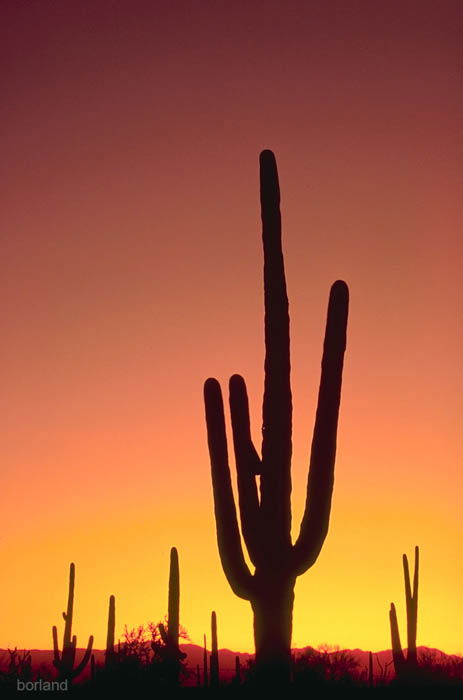 Saguaro cactus silhouette photographed in the desert