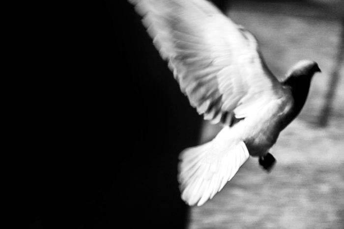 black and white photo of a dove in flight, showing how to use negative space in street photography composition