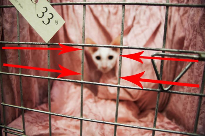 如何在一个笼子里的斯芬克斯猫的照片上使用引导线构图