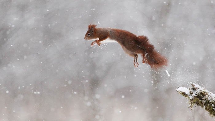 winter wildlife action photo of a squirrel jumping off a branch