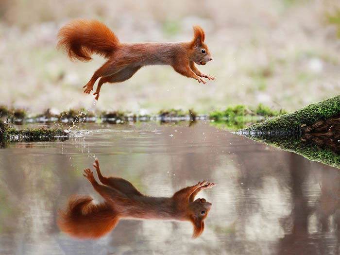 squirrel jumping over body of water, it reflection is visible in the water, and it is carrying a nut