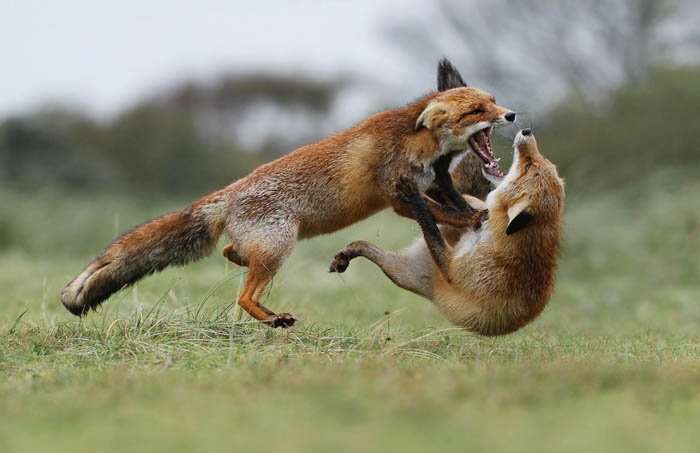 two foxes photographed mid-fight