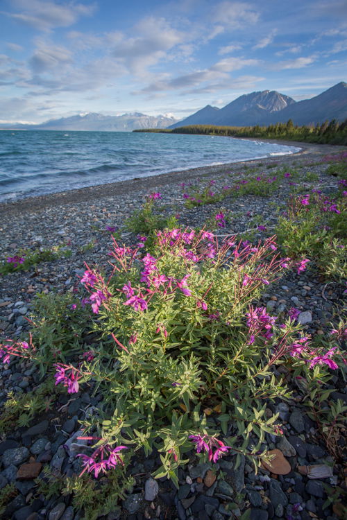 Pink wild flowers growing on the rocky shore of a river