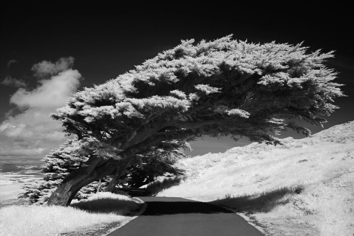 A photograph of a tree leaning over a path for black and white photography