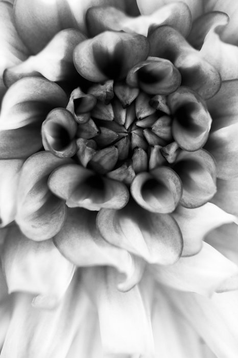 a close of the center of a flower shot in black and white