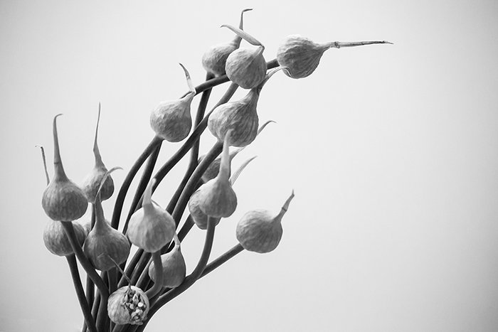 An image of a flower in black and white, as part of still life photography