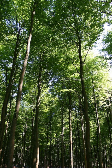 A bright and airy forest photography shot using leading lines for photo composition