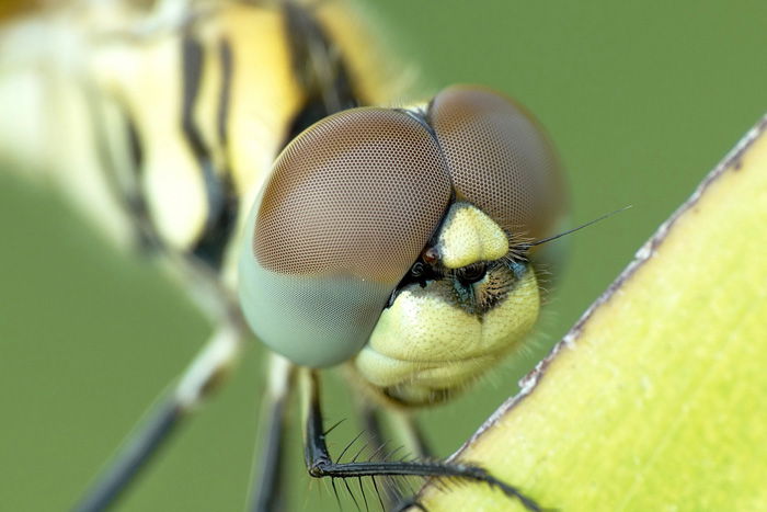 The Ultimate Guide to Macro Photography  137 Best Tips  - 83