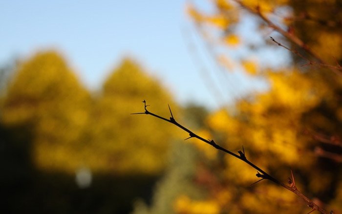 a well exposed shot of an autumn branch and trees