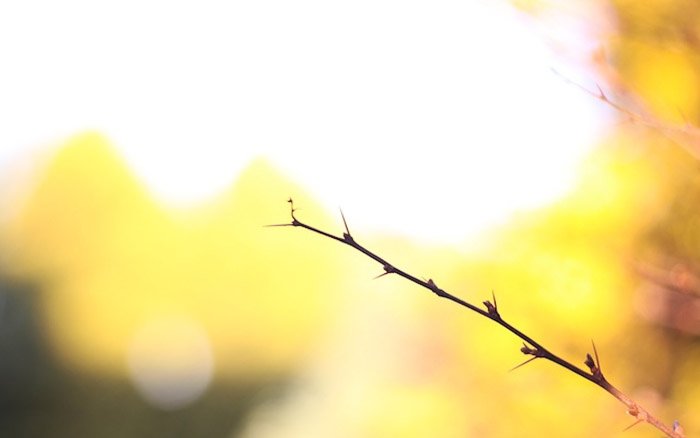 an underexposed shot of an autumn branch