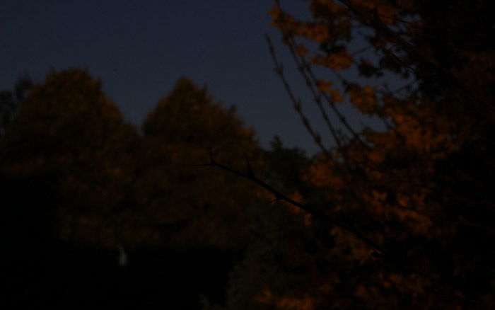 an underexposed shot of tree branches