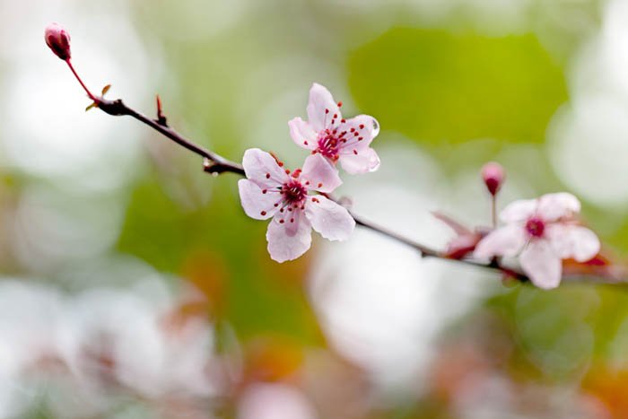 A close-up of cherry blossoms
