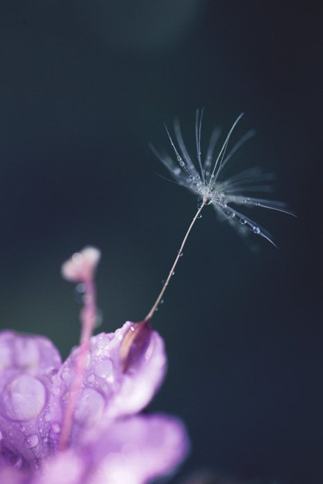 一粒种子坐在粉红色花朵上的微距摄影