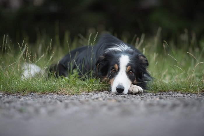 A collie dog lying down on grass