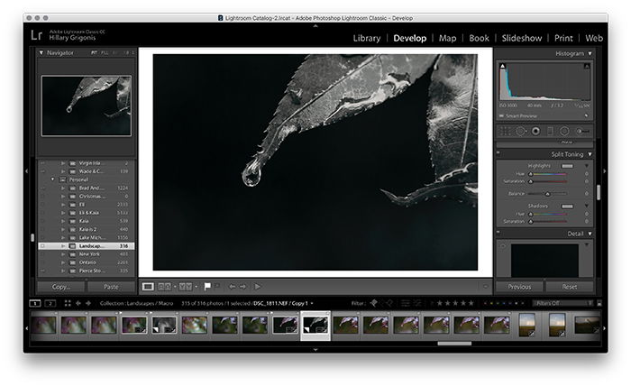 A screenshot image of a leaf in Lightroom for spilt toning