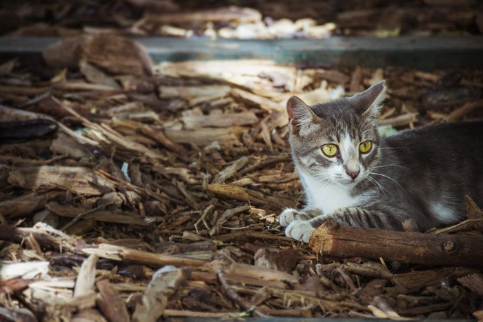 stray cat among leaves and fallen branches