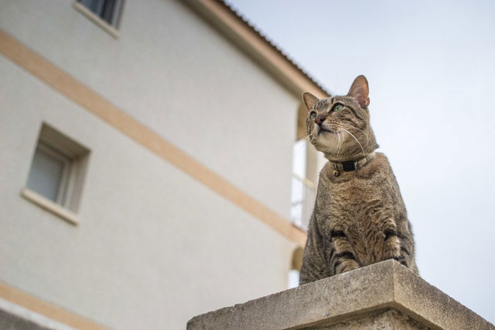 photograph of a cute brown tabby cat sitting on a wall