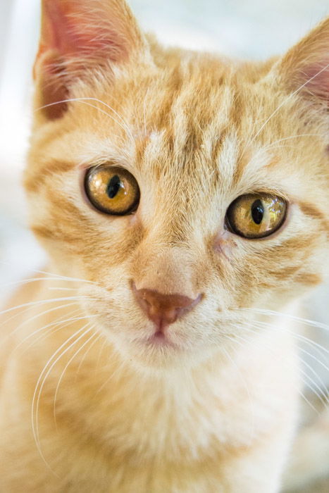 up close portrait of an orange cat with yellow eyes