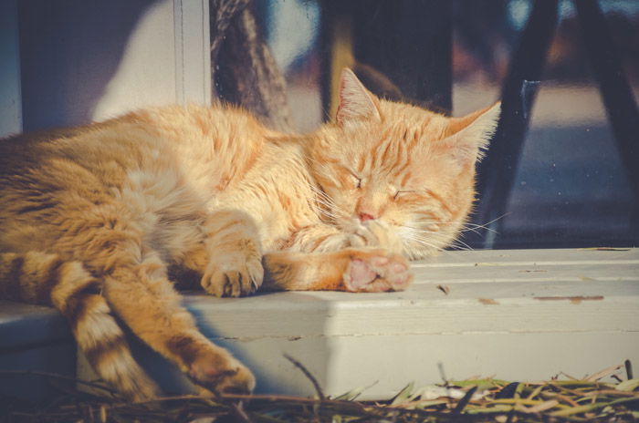cat photography of a sleepy orange cat