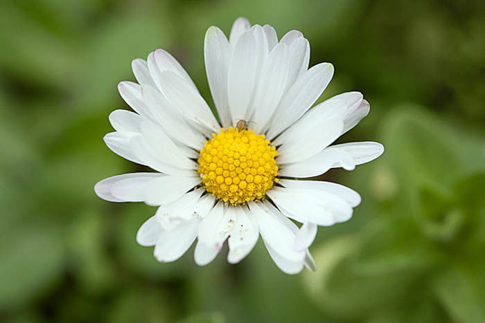 macro photography of a white flower