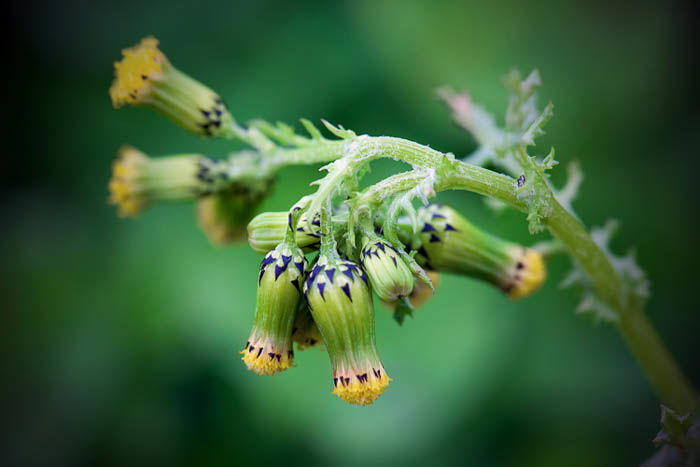 macro photography of flowers