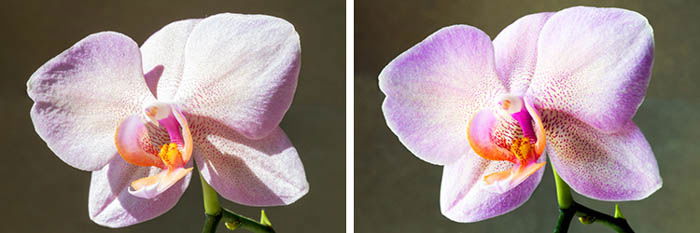 macro flower photography showing the effect of light diffusers