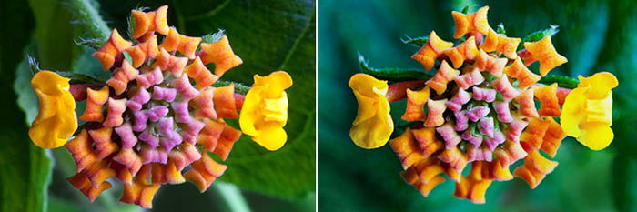 abstract macro flower photography