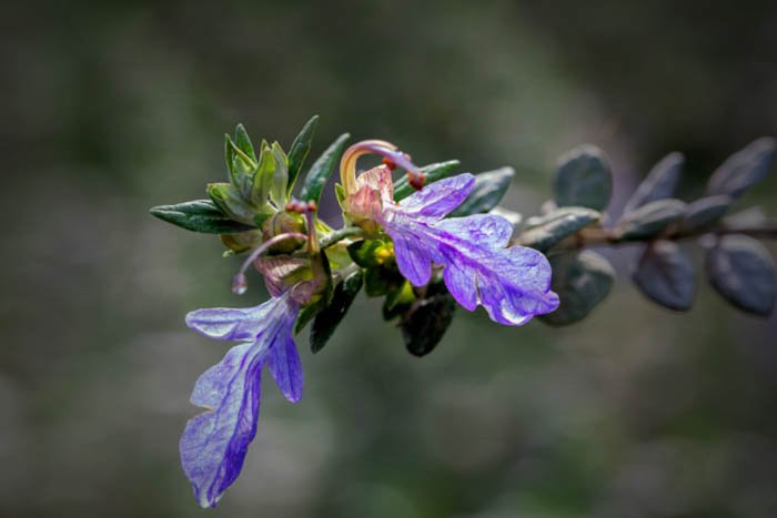 macro photography of flowers