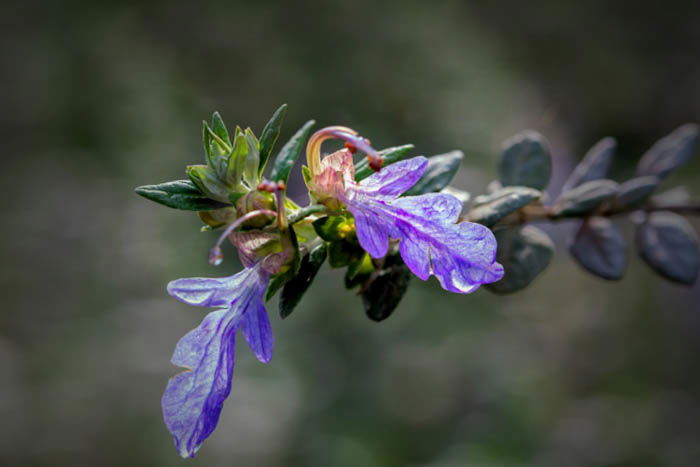 Tips for Macro Flower Photography  Abstract Flowers  - 4