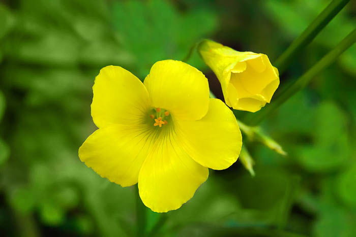 macro flower photography of a yellow flower