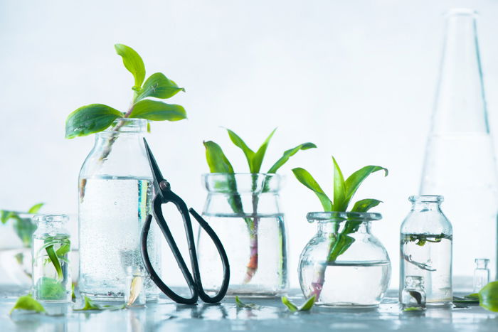 Plants in different sized glass jars