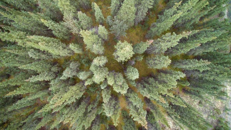 Aerial photography view of a forest of green trees taken by a drone