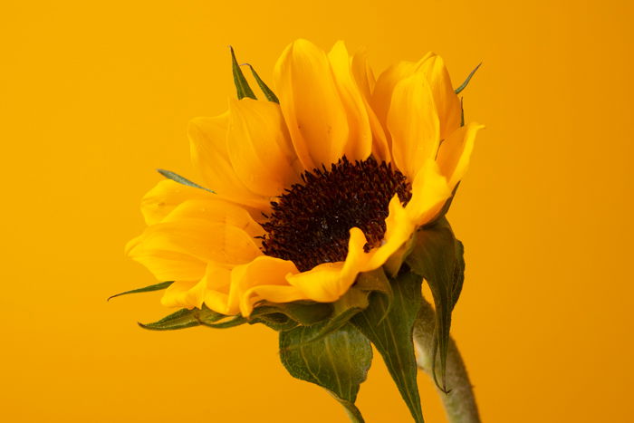 product photo of a sunflower on yellow background