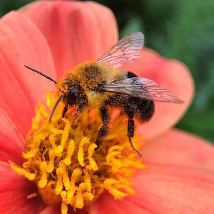 Fotografía macra de una abeja en una flor