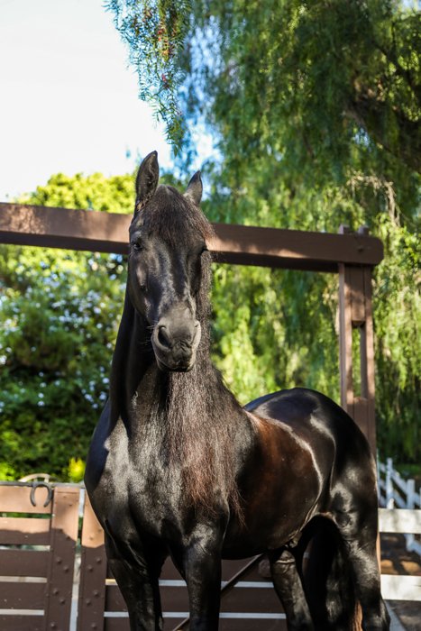 animal photography of a black horse staring straight at the camera in an elegant pose with trees in the background