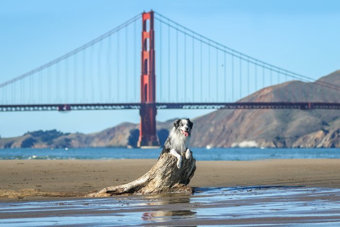 pet photography of a dog lying on a rock with the San Francisco Golden Gate bridge in the background 