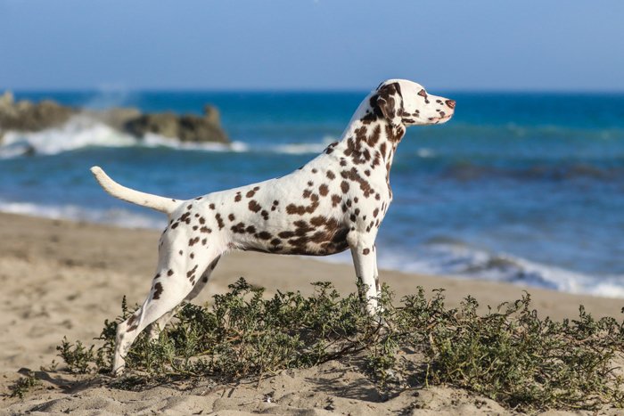 dog photo of a Dalmatian in pointer pose on a beach with the sea in the background