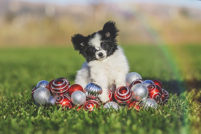 Pomeranian puppy photographed with snow globes and a rainbow 