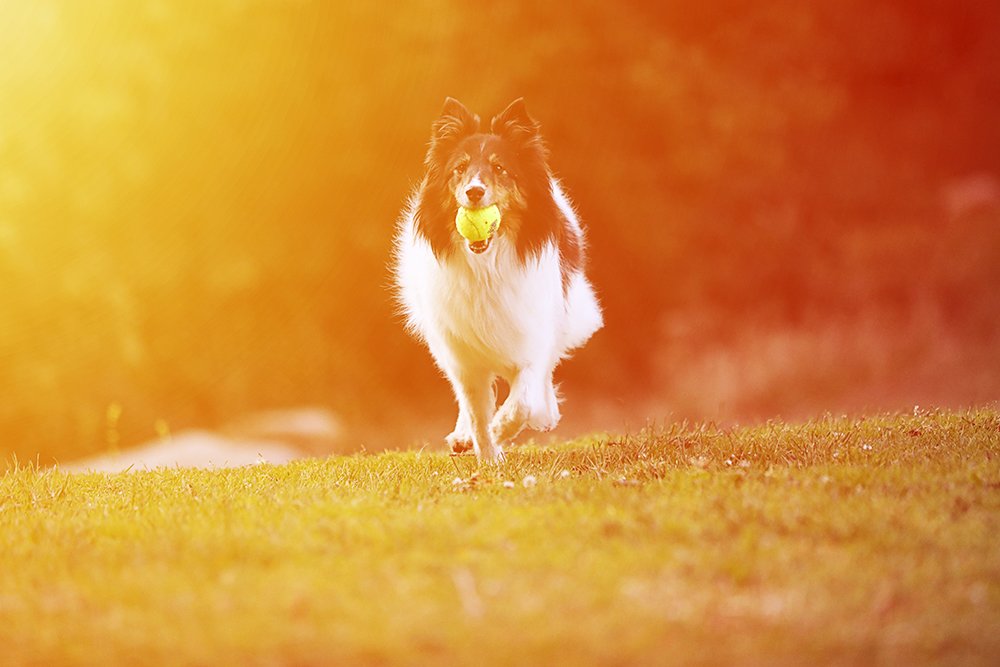 dog photography of a border collie running with a tennis ball in its mouth