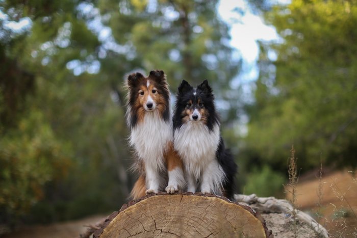 dog photography of two border collies sitting on a tree stump