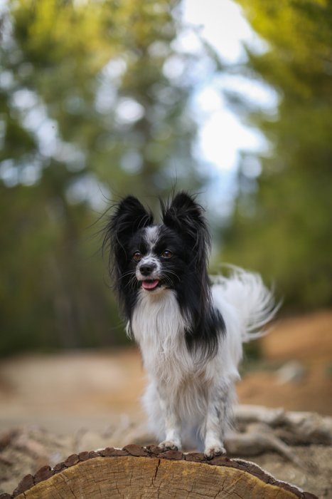 photo of a small black and white Pomeranian dog standing on a tree stump with its tongue out 