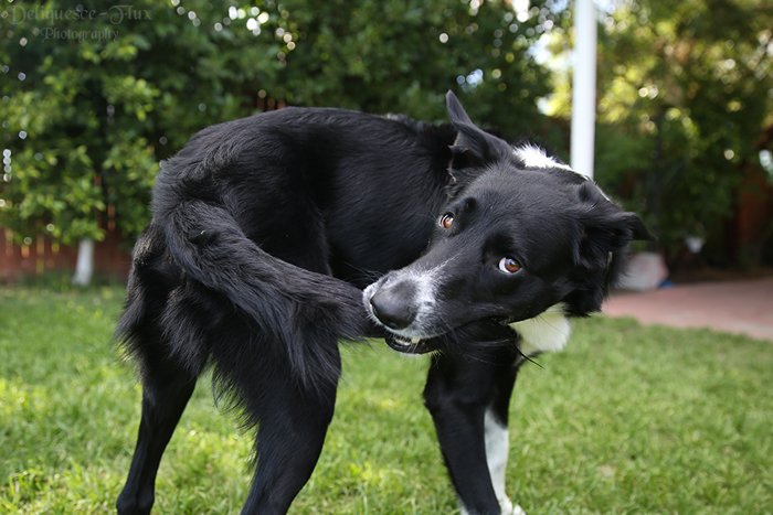 adorable up close pet photography of a black and white senior dog catching its tail 