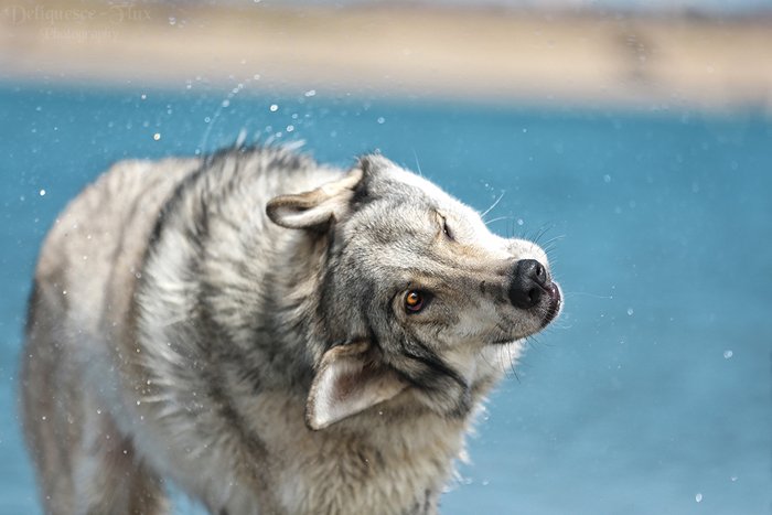 dog photography of a Husky wolfdog shaking its fur, caught mid-shake, silly dog face