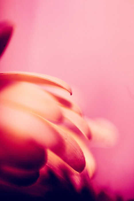 a blurry pink abstract photo of a flower