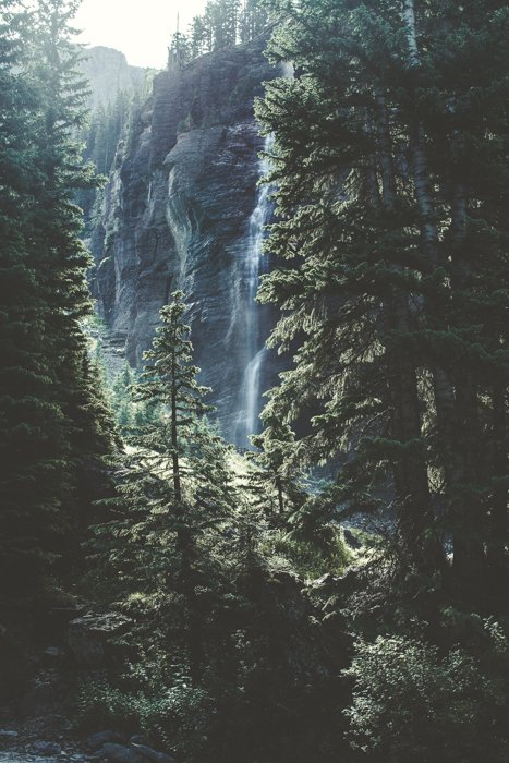 Tall trees in front of a waterfall