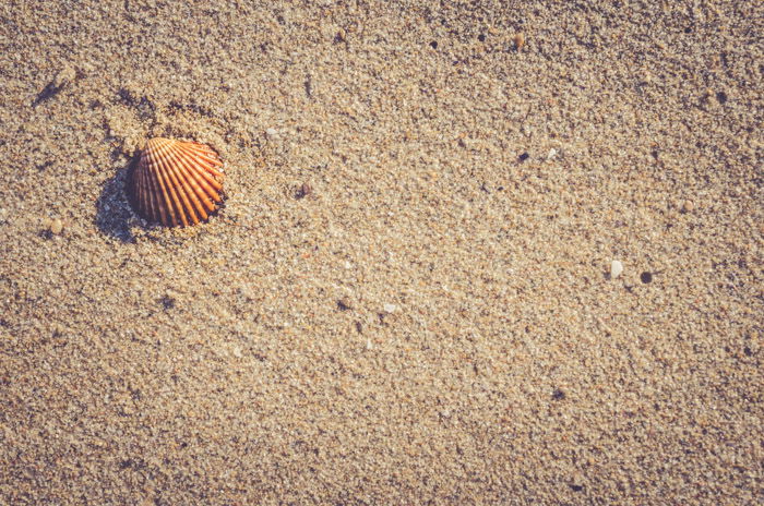 A close up beach photo of a seashell on sand