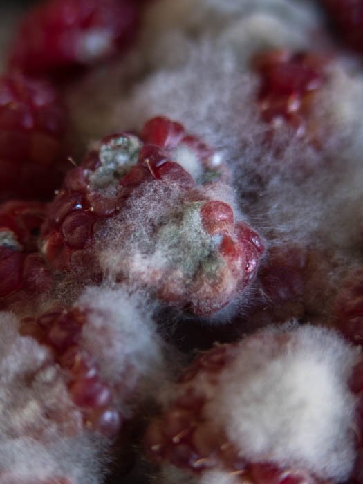 Closeup shot of rotting rasberries