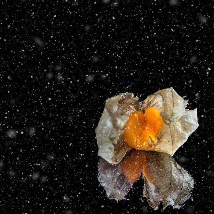 Physalis fruit with its reflection in front of a black background with particles in the foreground